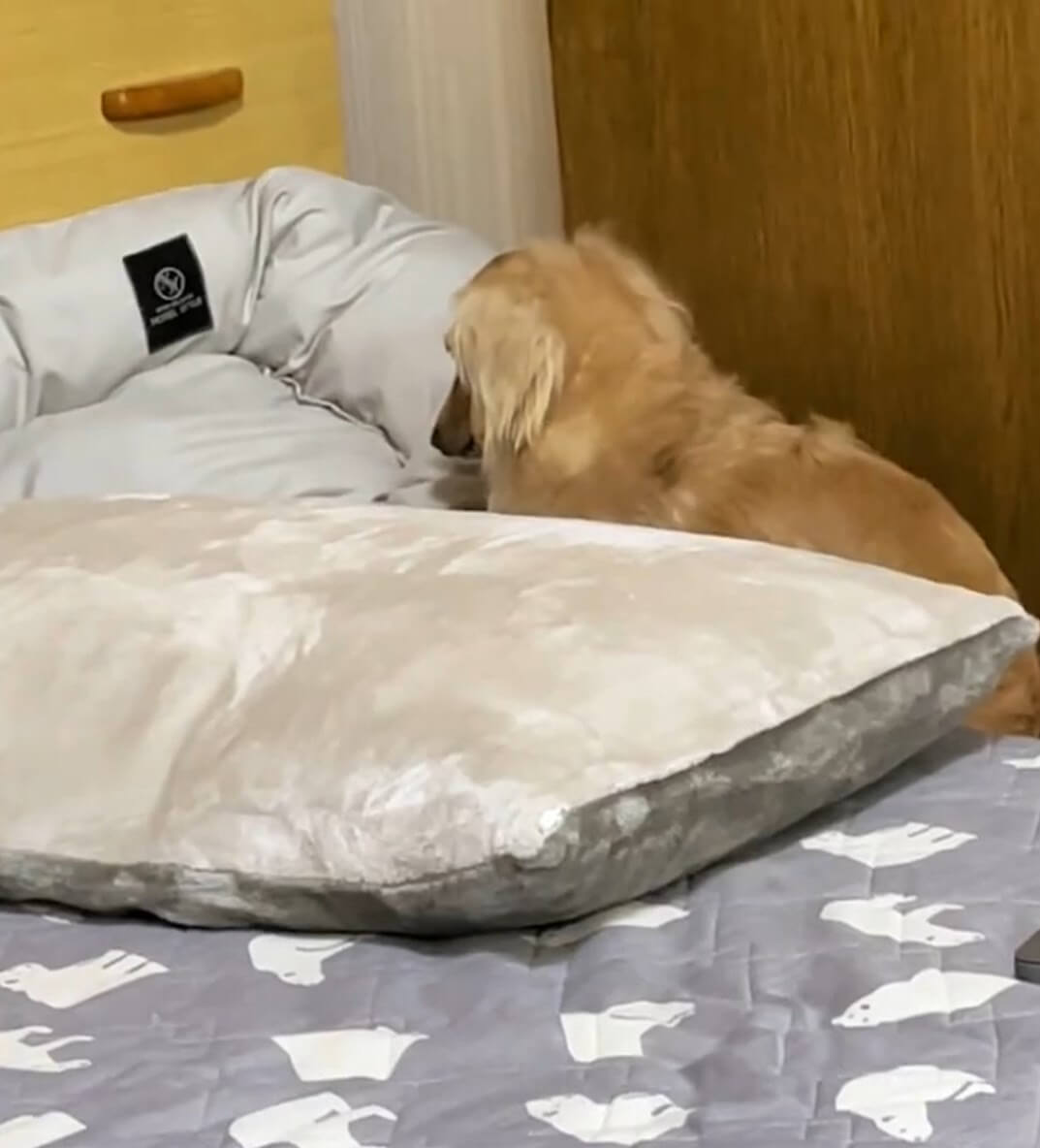 ダックスフンド,動画