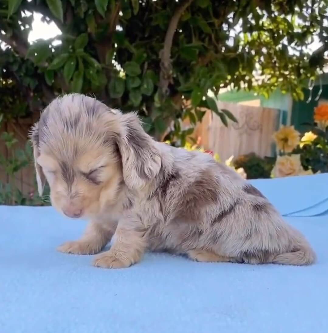 ダックスフンド,動画