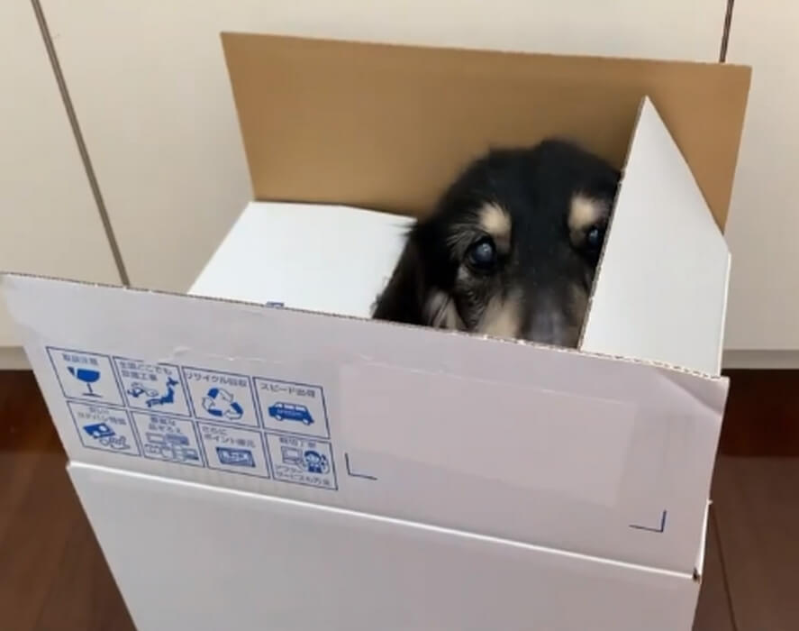 ダックスフンド,動画