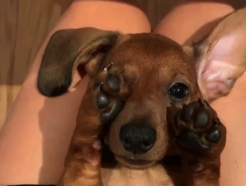 ダックスフンド,動画