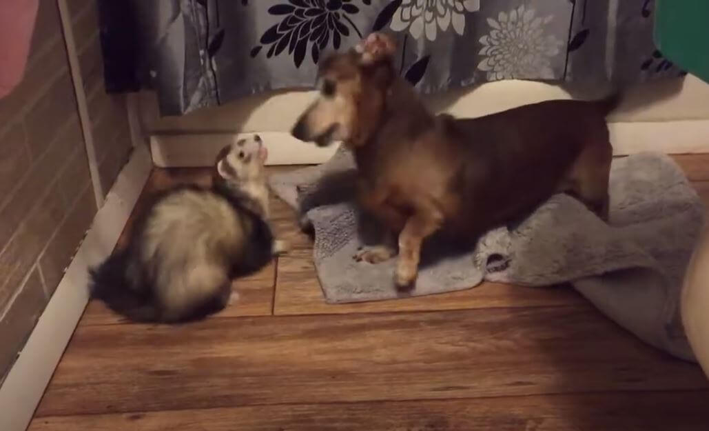 ダックスフンド,動画