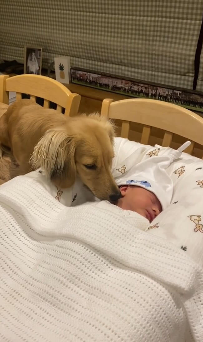 ダックスフンド,動画