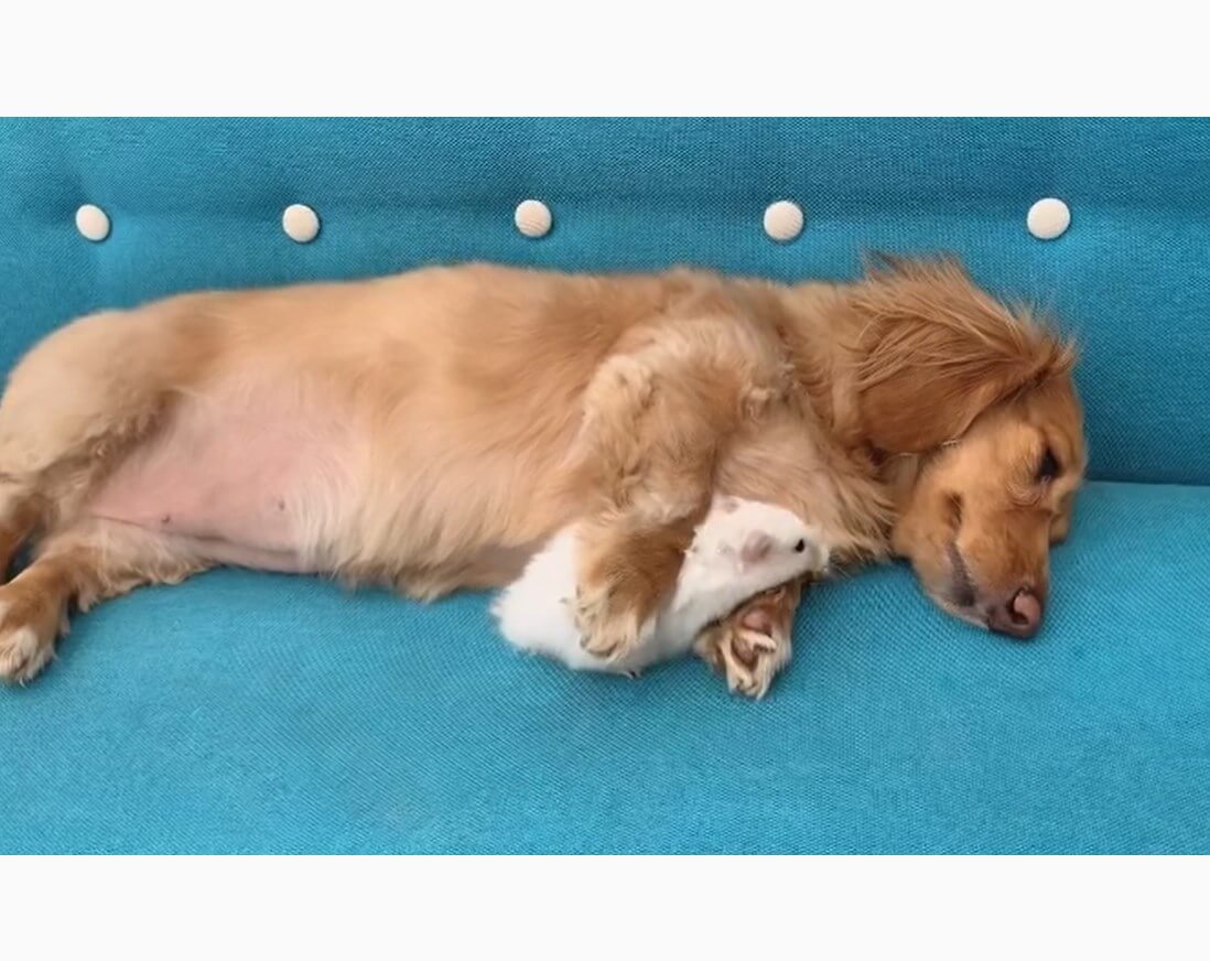 ダックスフンド,動画