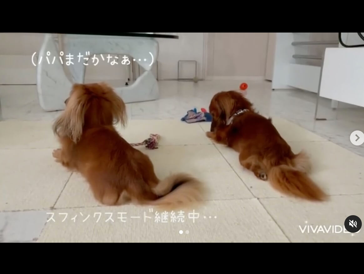 ダックスフンド,動画