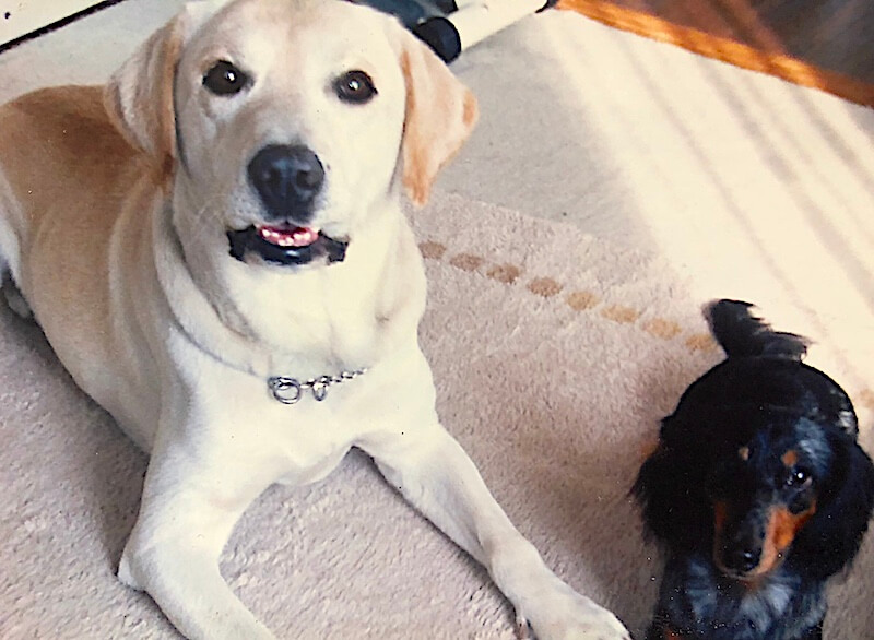 ダックスとレトリーバー