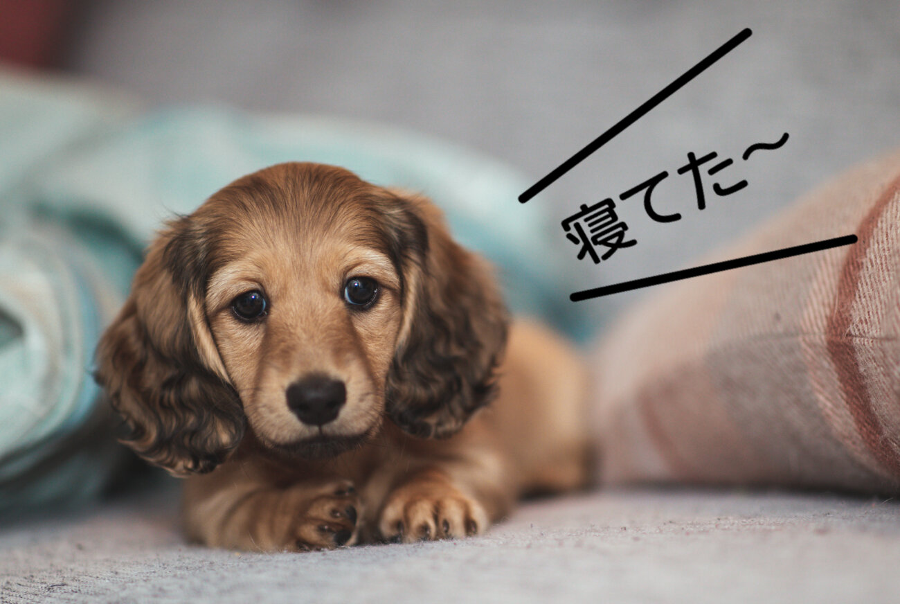 ダックスフンドライフ.waneco,ワネコ,LINE