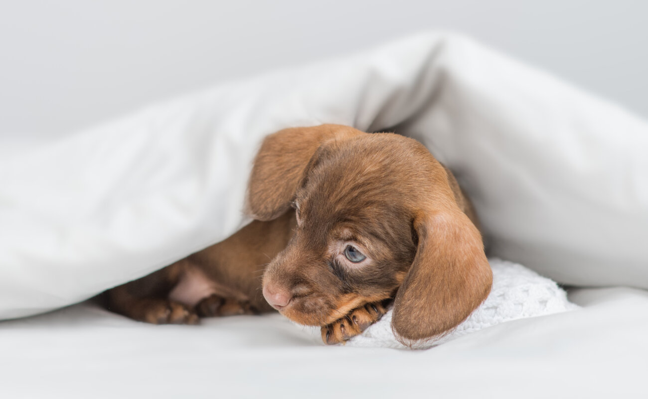 ダックスフンド,サンスター,QAIS -air- 03