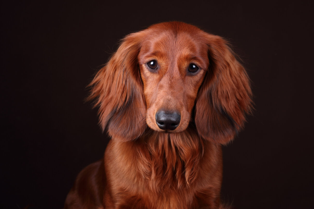 ダックスフンド,サンスター,QAIS -air- 03