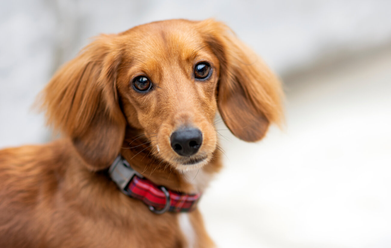 ダックスフンドライフ.waneco,ワネコ,LINE