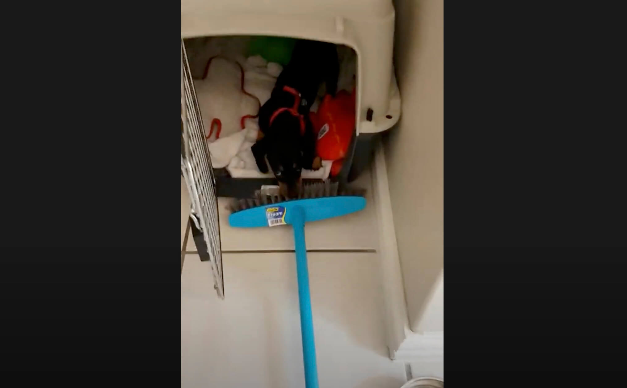 ダックスフンド,動画