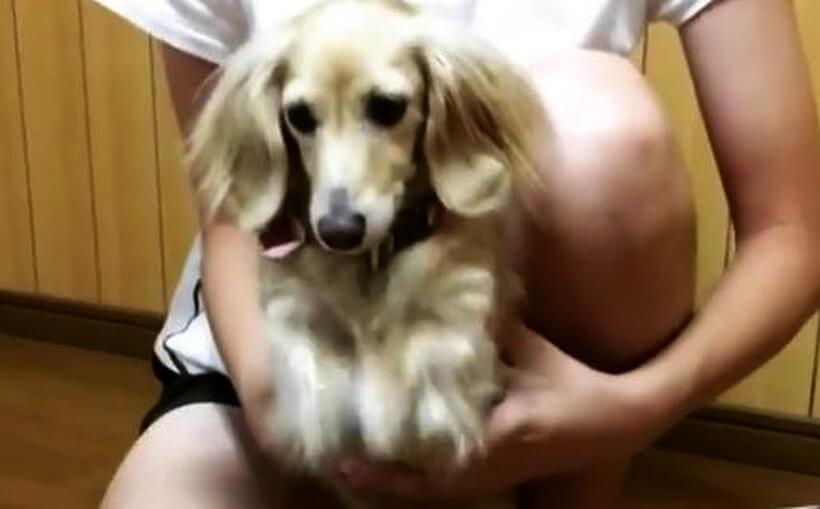 ダックスフンド,動画