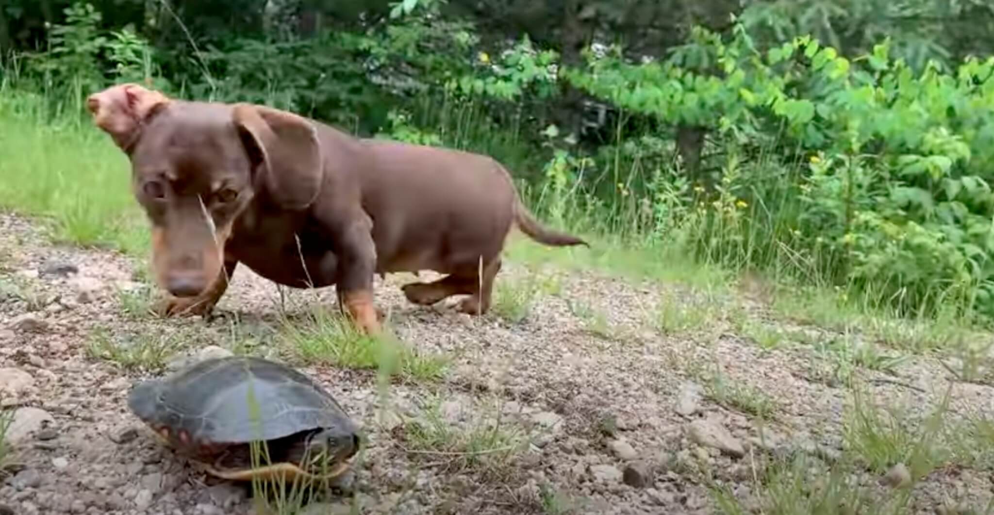 ダックスフンド,動画