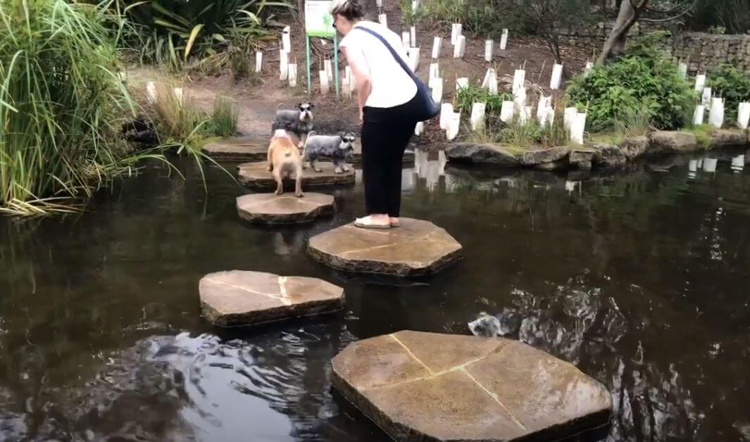 ダックスフンド,動画