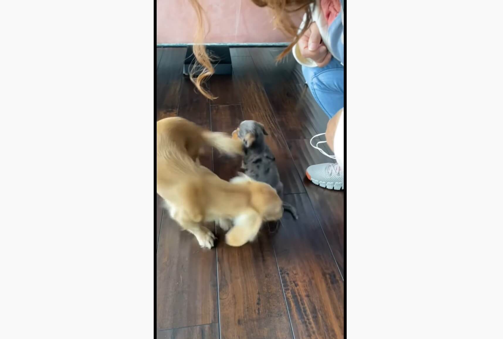 ダックスフンド,動画