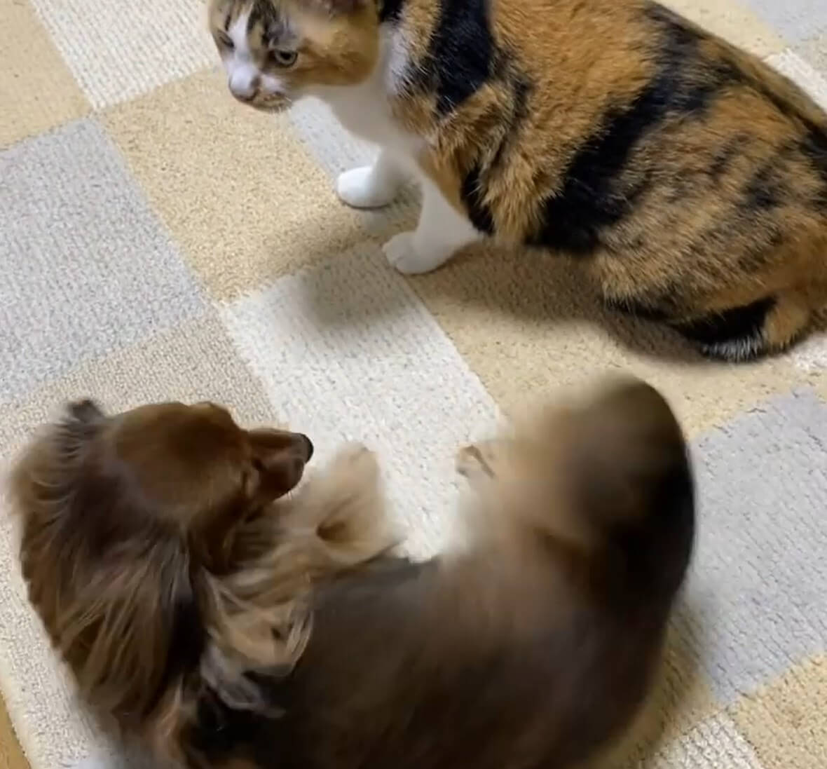 ダックスフンド,動画