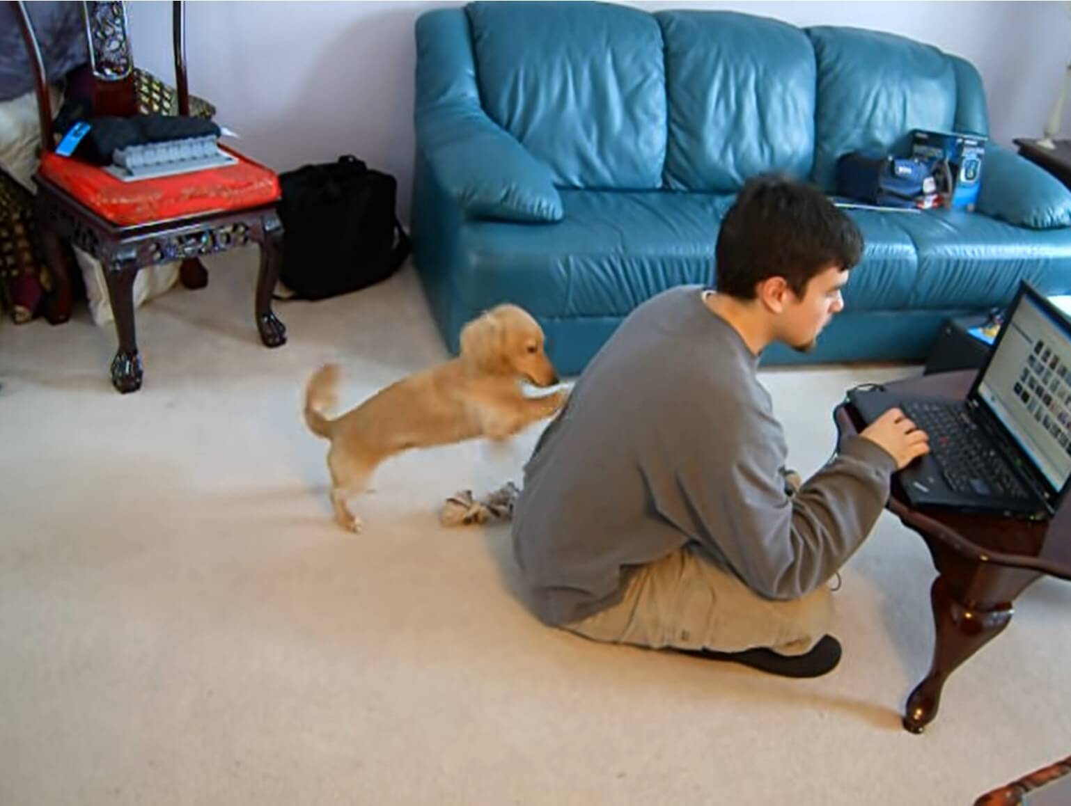 ダックスフンド,動画