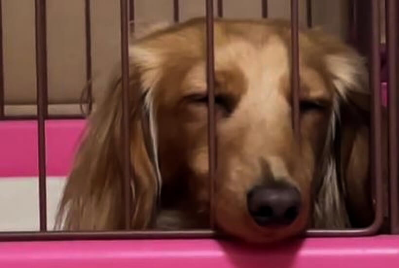 ダックスフンド,動画