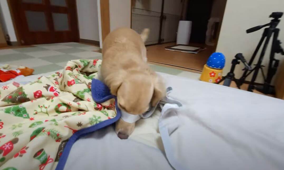 ダックスフンド,動画