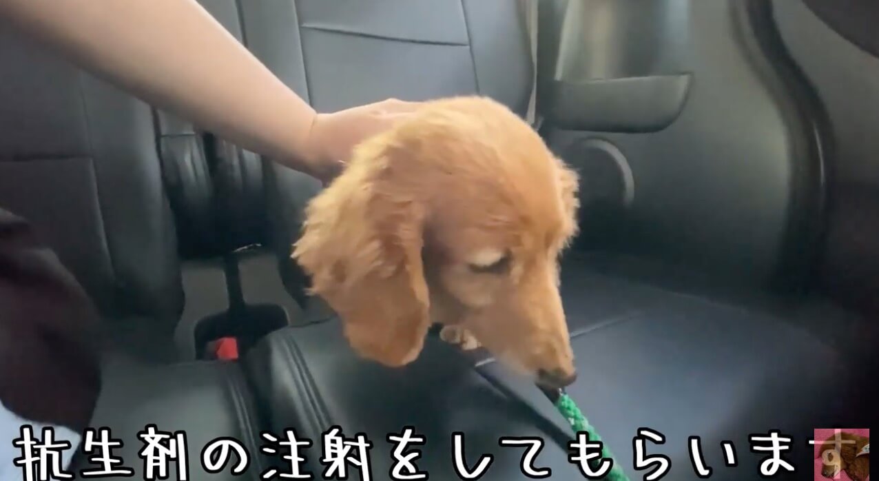 ダックスフンド,動画