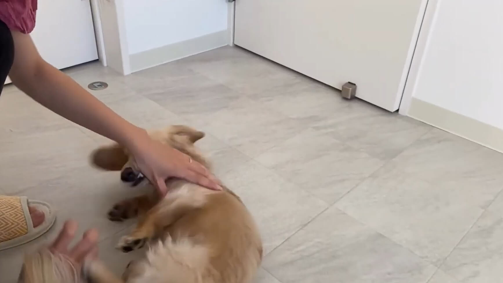 ダックスフンド,動画