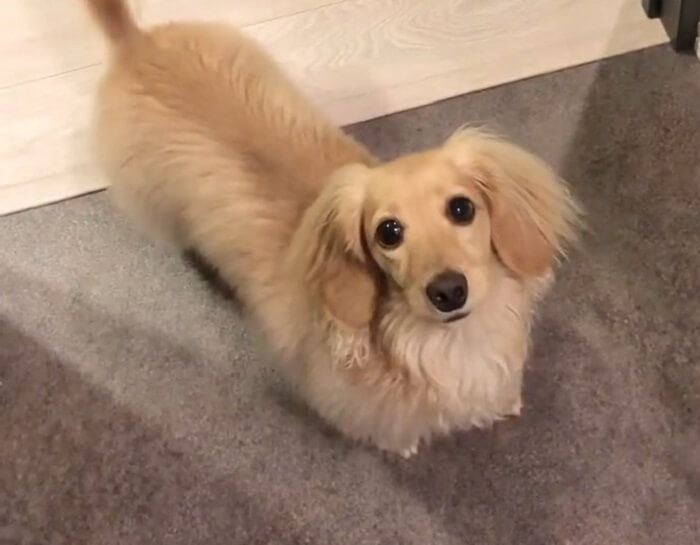 ダックスフンド,動画