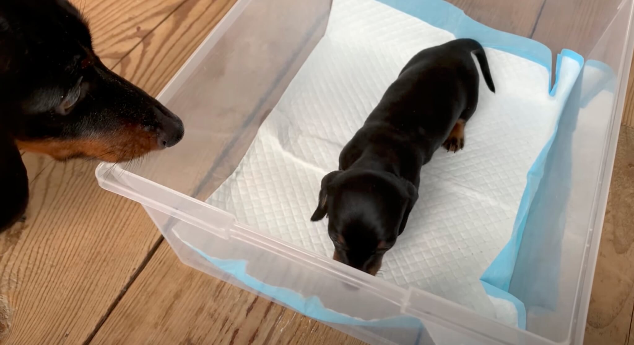 ダックスフンド,動画