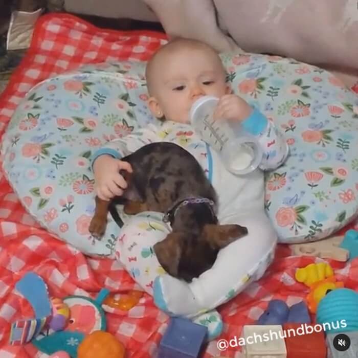 ダックスフンド,動画