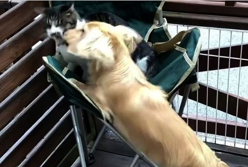 ダックスフンド,動画