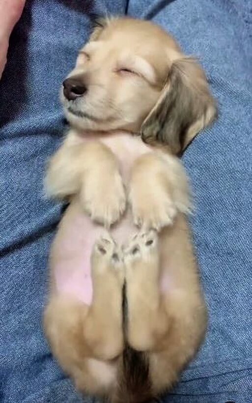 ダックスフンド,動画