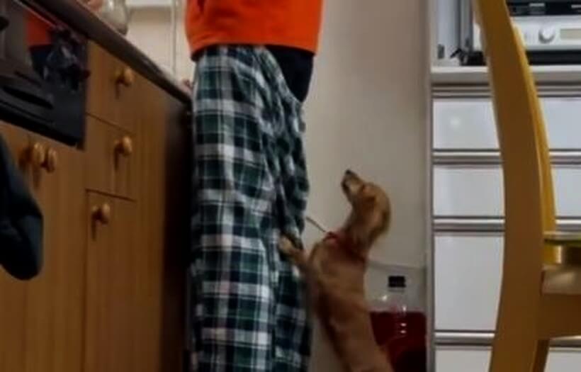 ダックスフンド,動画