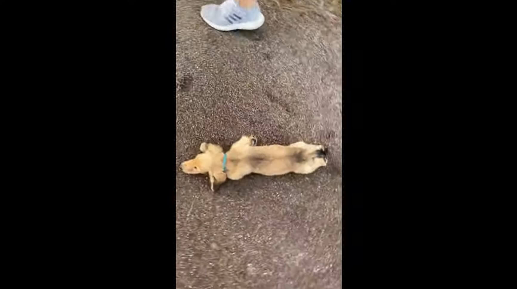 ダックスフンド,動画