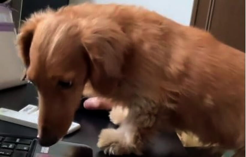 ダックスフンド,動画