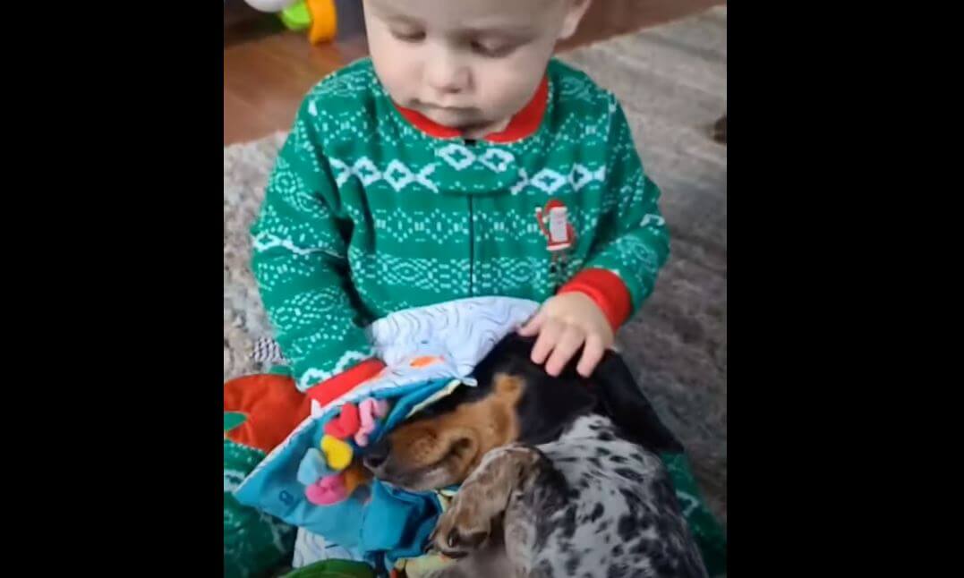 ダックスフンド,動画