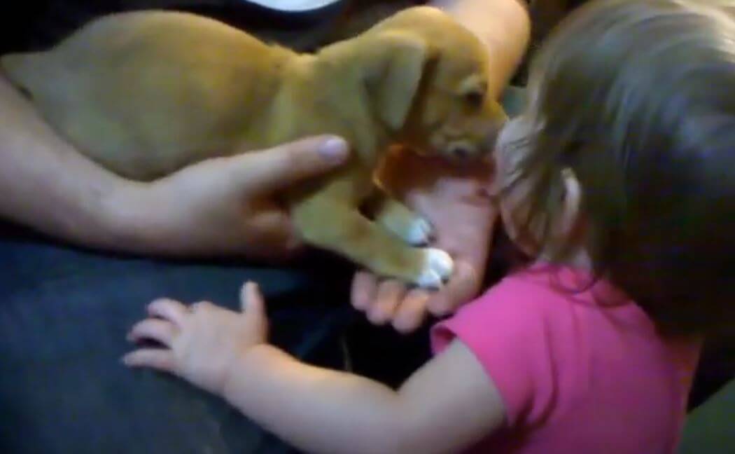 ダックスフンド,動画