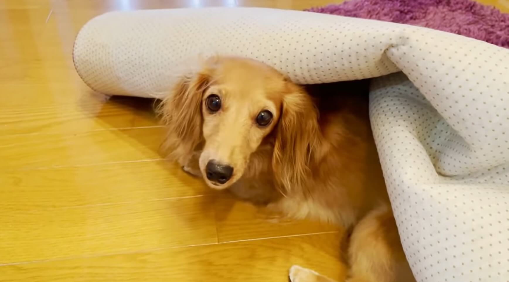 ダックスフンド,動画