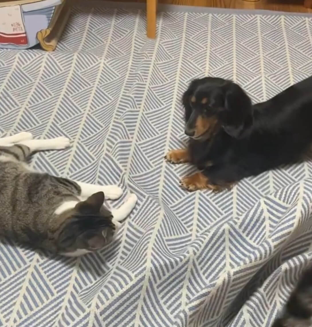 ダックスフンド,動画