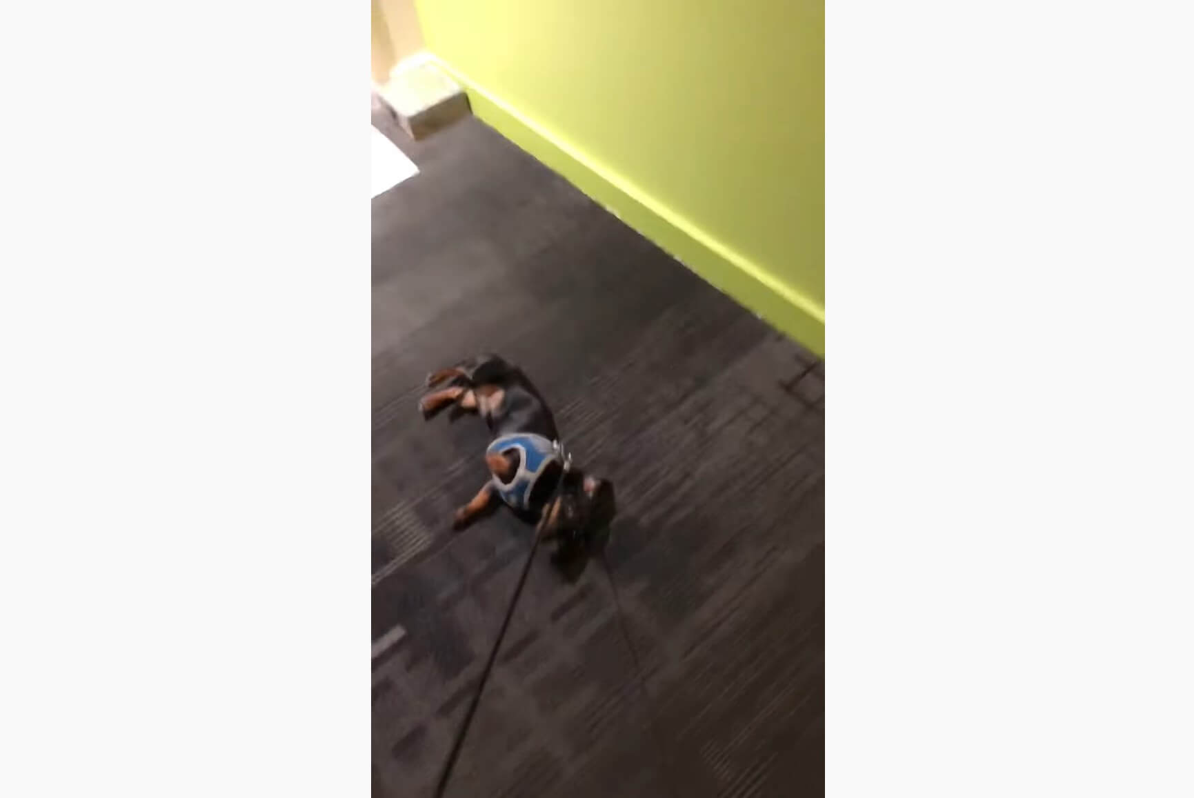 ダックスフンド,動画