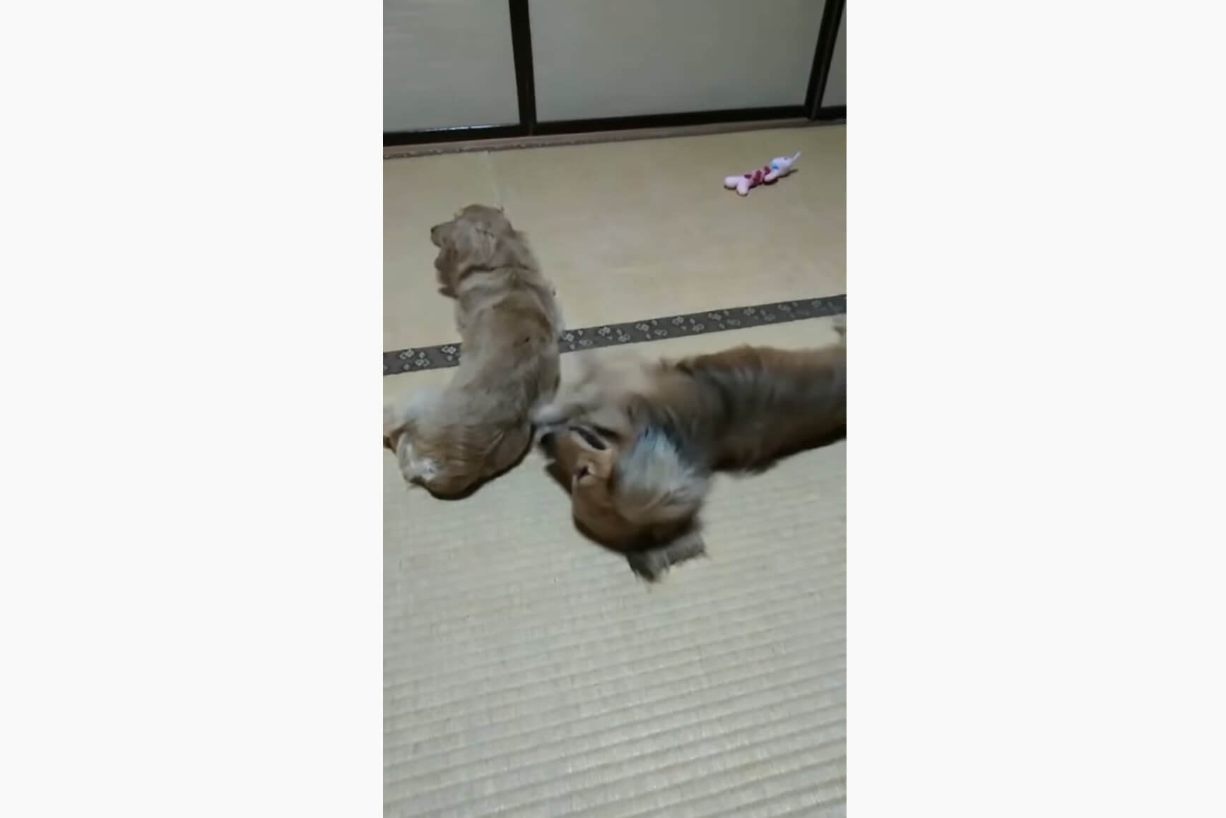 ダックスフンド,動画