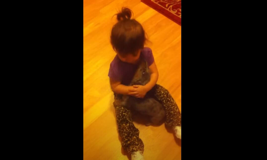 ダックスフンド,動画