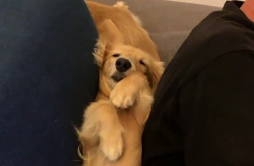 ダックスフンド,動画