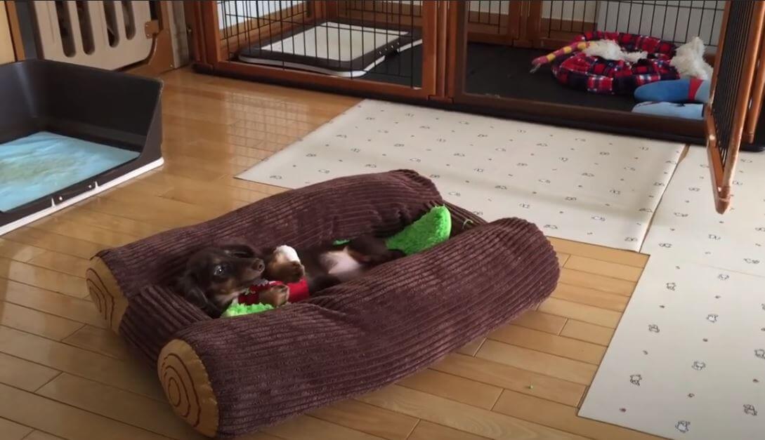 ダックスフンド,動画