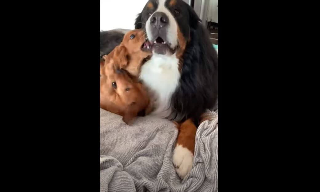 ダックスフンド,動画