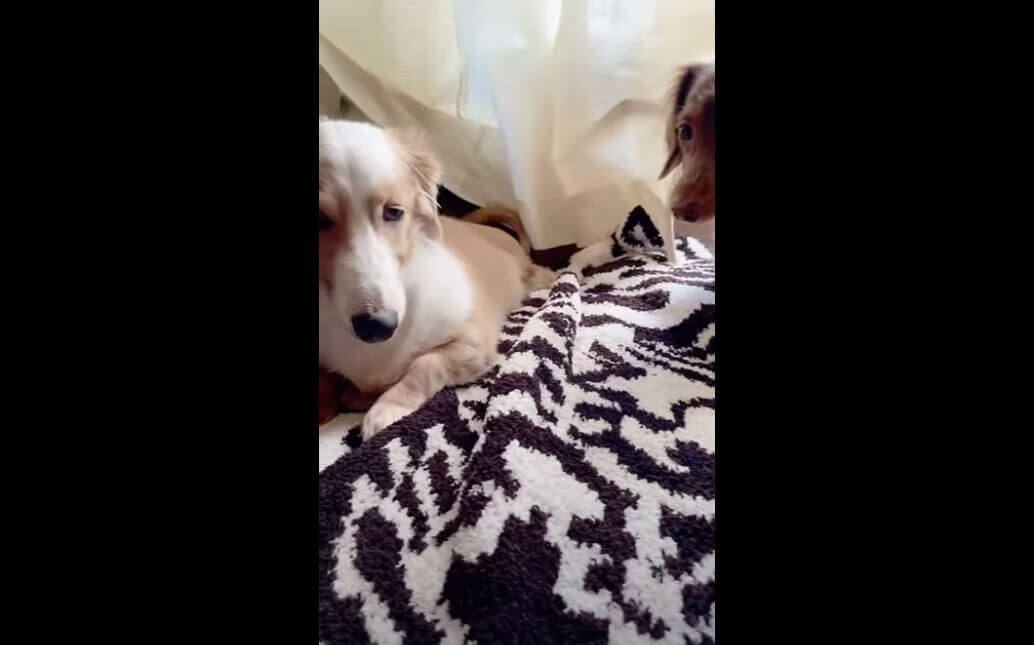 ダックスフンド,動画