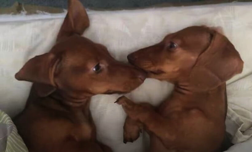 ダックスフンド,動画