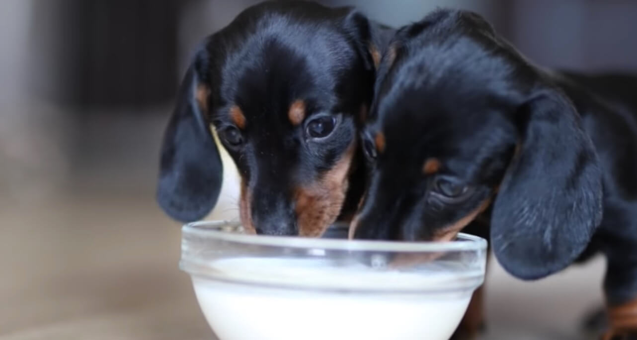 ダックスフンド,動画