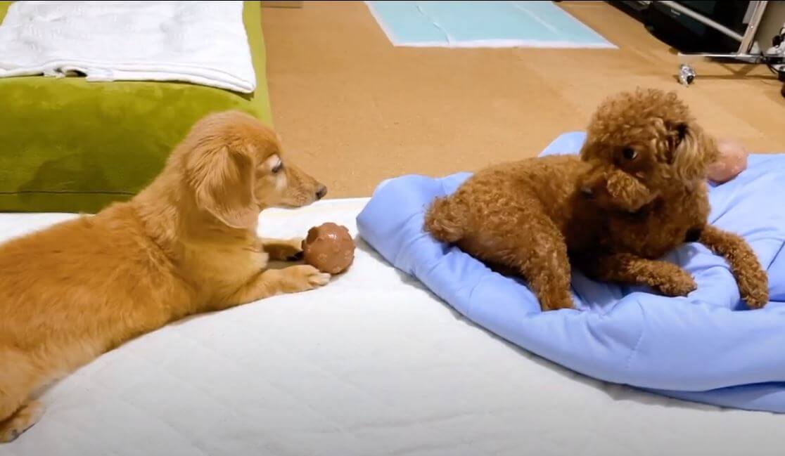 ダックスフンド,動画