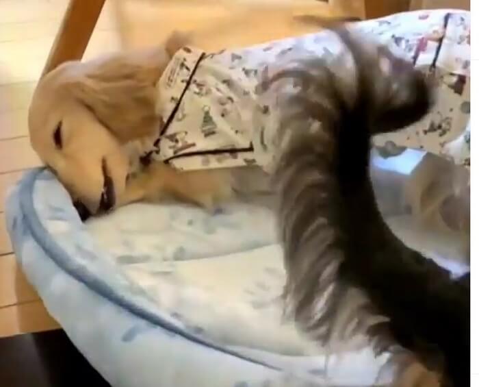 ダックスフンド,動画