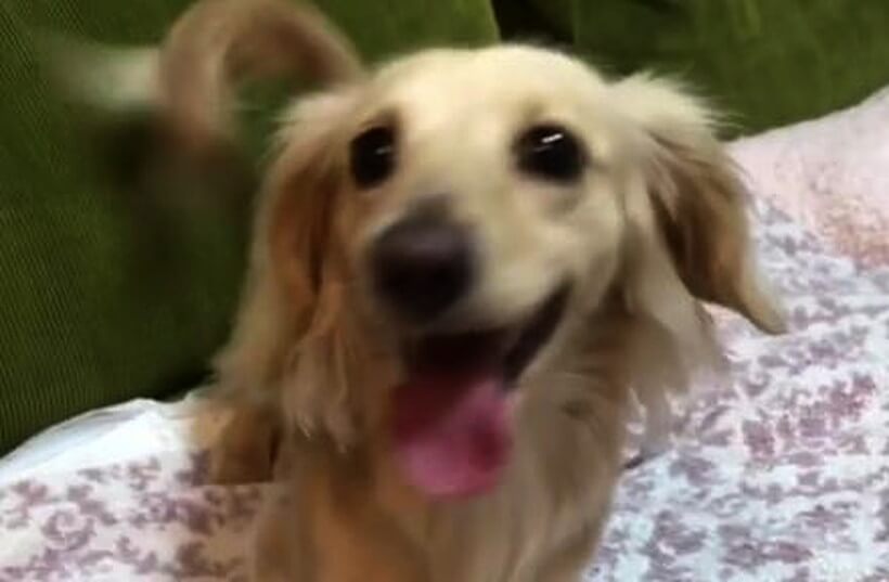 ダックスフンド,動画