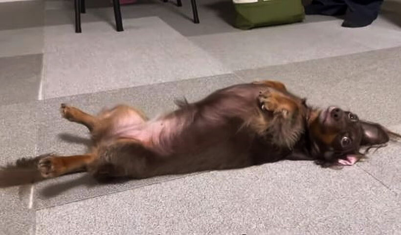 ダックスフンド,動画