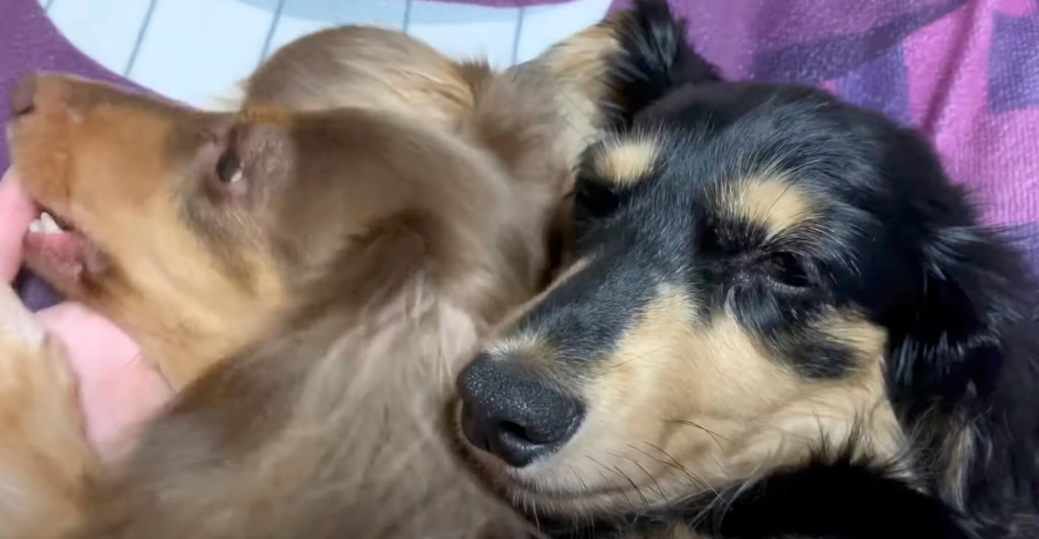 ダックスフンド,動画